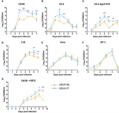 Competition between two Usutu virus isolates in cell culture and in the common house mosquito Culex pipiens